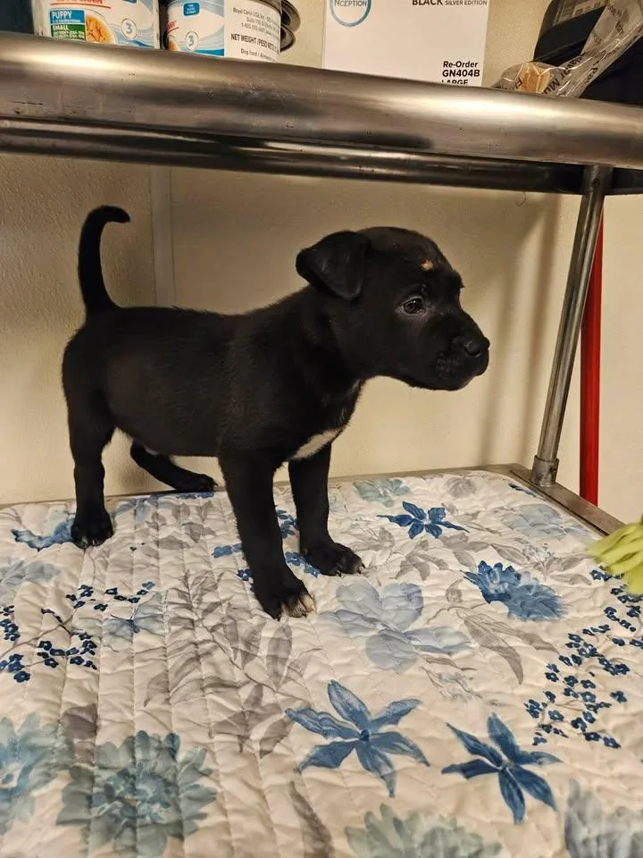 Salem Incredible  Local thumbnail 3