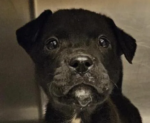 Salem Incredible  Local