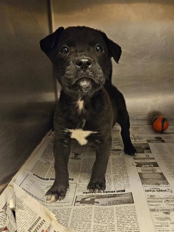 Salem Incredible  Local thumbnail 4