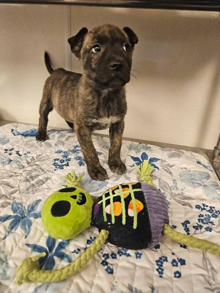 Sawyer Incredible thumbnail 2