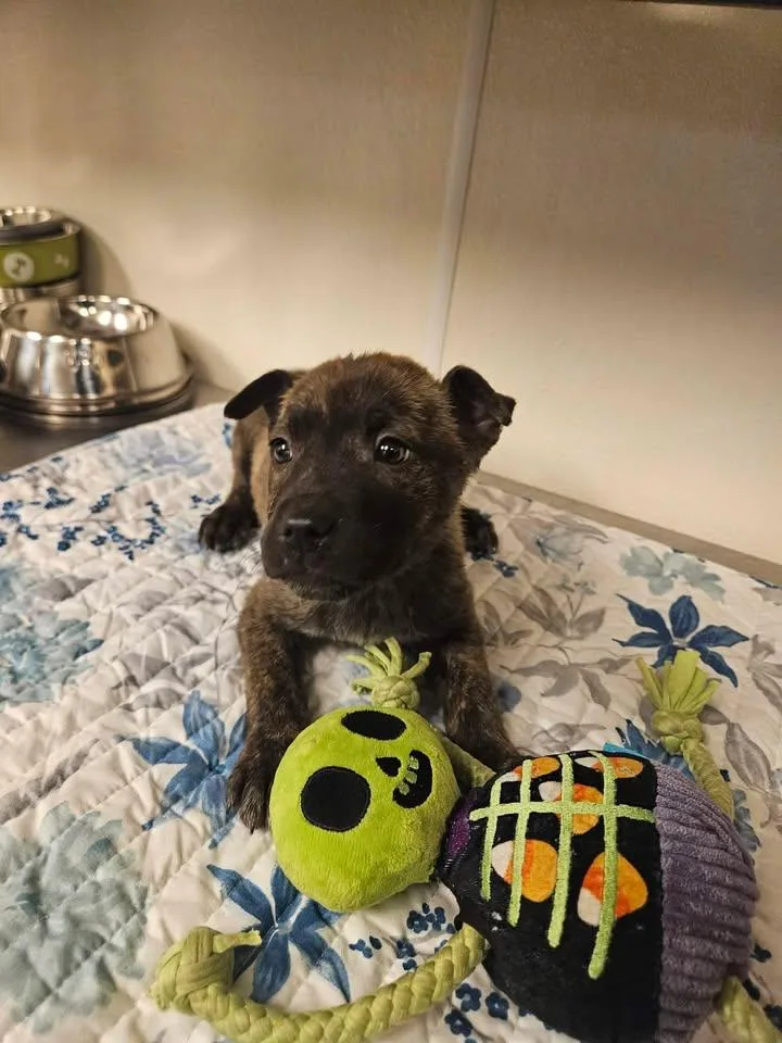 Sawyer Incredible thumbnail 3