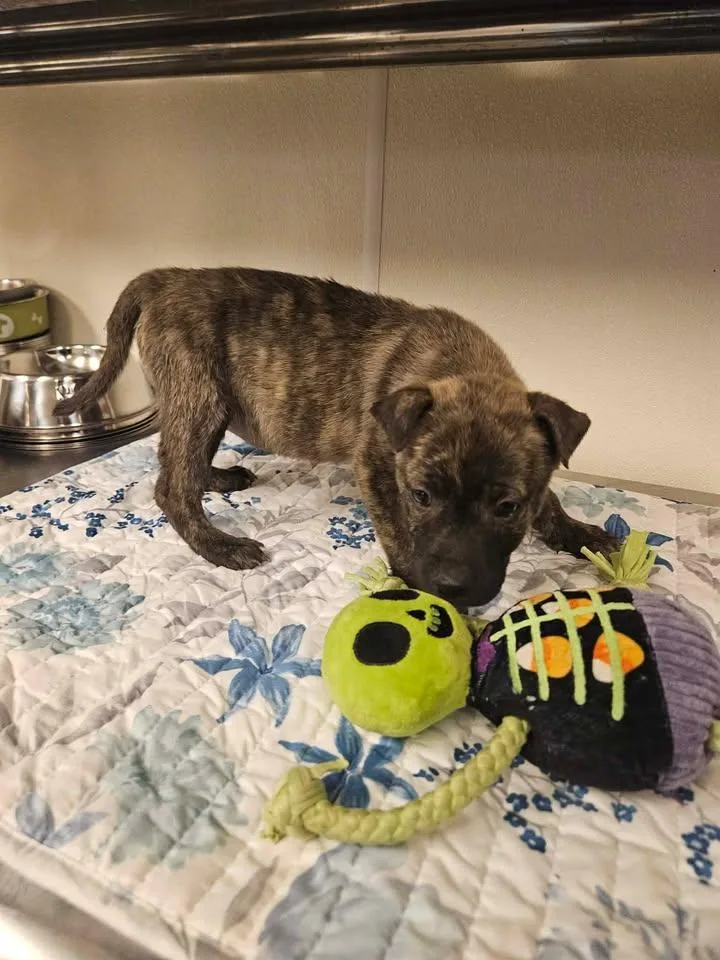 Sawyer Incredible thumbnail 4