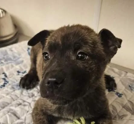 Sawyer Incredible photo 1