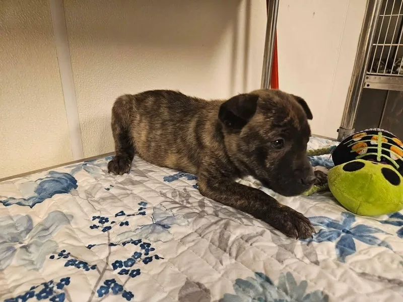 Sawyer Incredible thumbnail 5