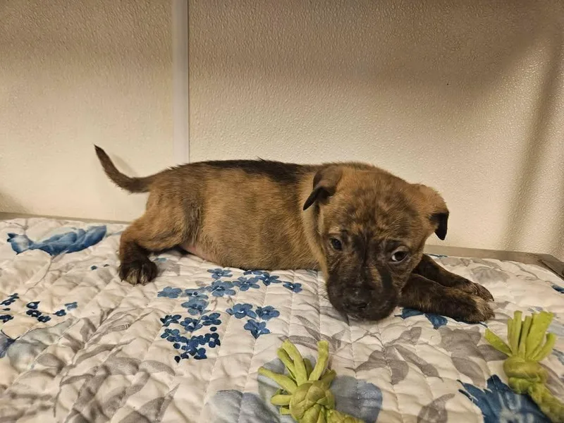 Saxen Incredible thumbnail 2