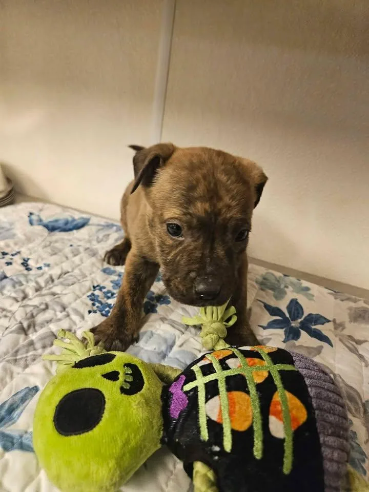 Saxen Incredible thumbnail 3