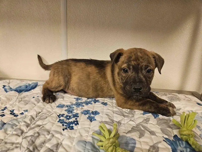 Saxen Incredible thumbnail 4