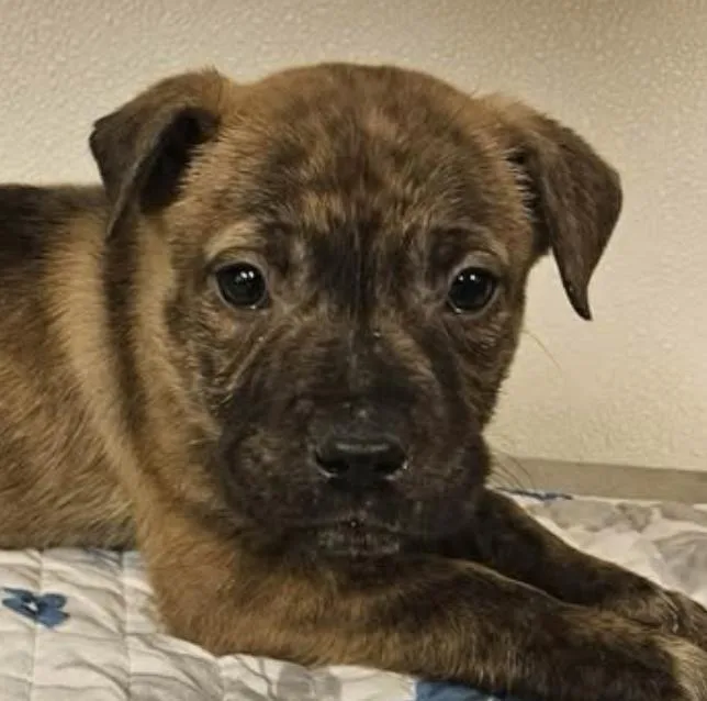 Saxen Incredible photo 1