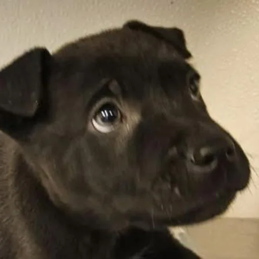 Seely Incredible photo 1