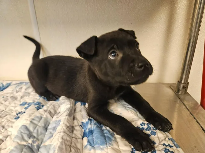 Seely Incredible thumbnail 2