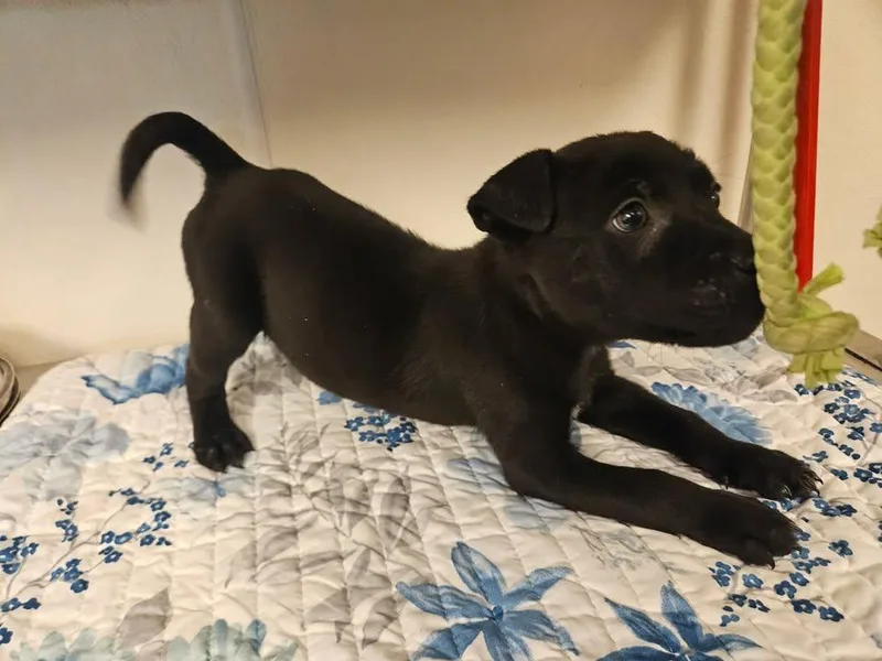 Seely Incredible thumbnail 3