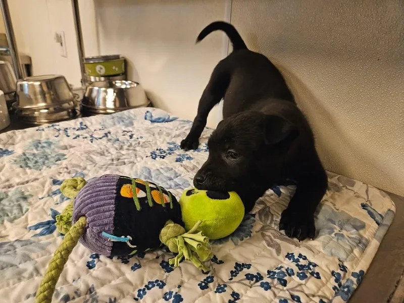 Seely Incredible thumbnail 4