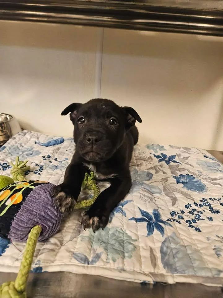 Shades Incredible thumbnail 2