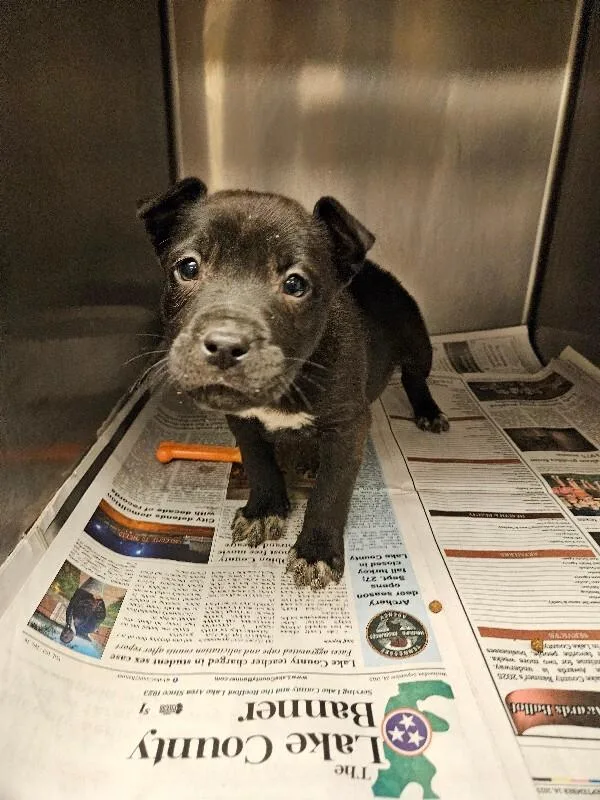 Shades Incredible thumbnail 3