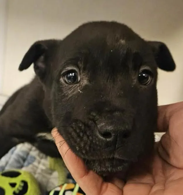 Shades Incredible photo 1