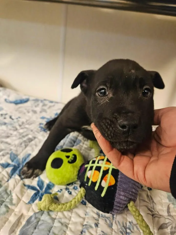 Shades Incredible thumbnail 4