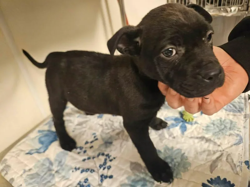 Shilo Incredible thumbnail 2