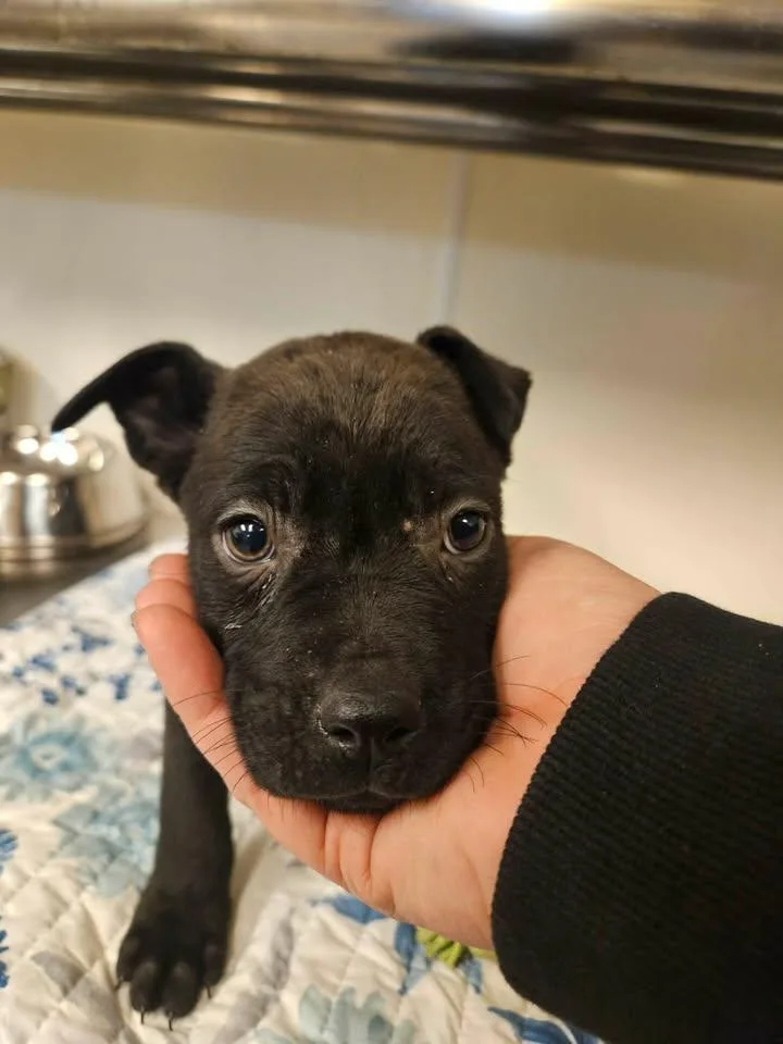 Shilo Incredible thumbnail 3