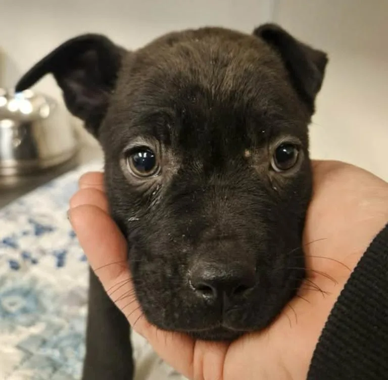 Shilo Incredible photo 1