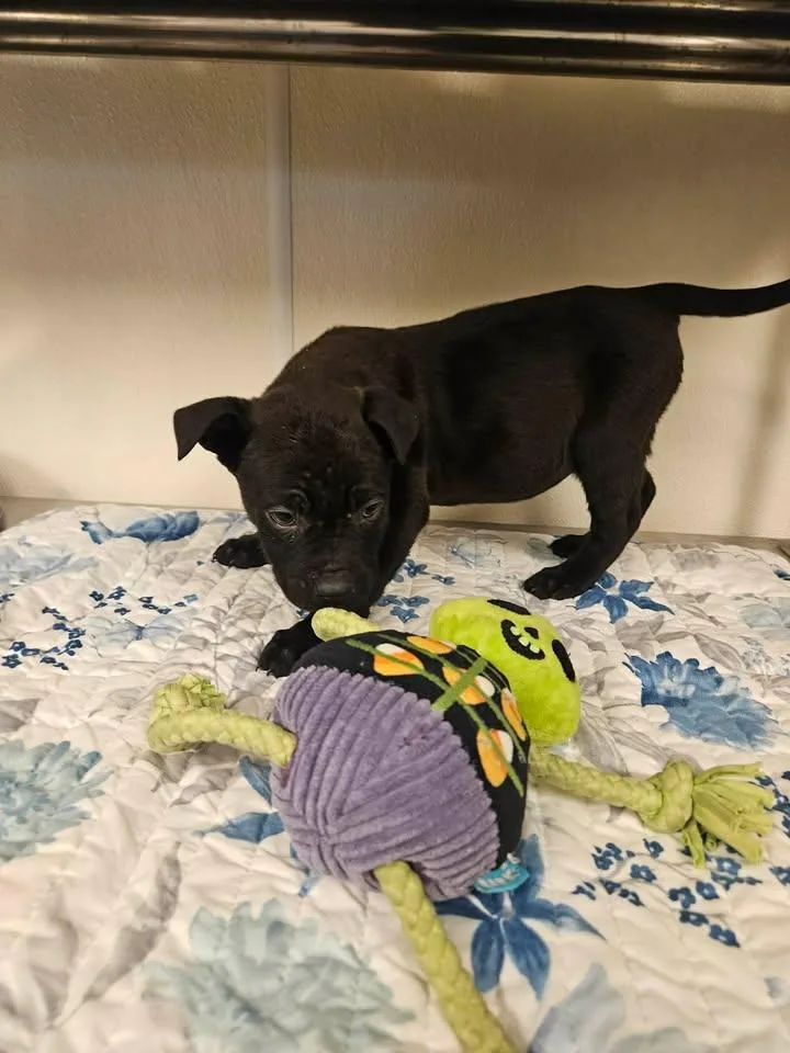 Shilo Incredible thumbnail 4