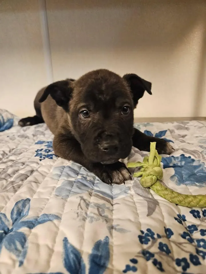 Sidney Incredible thumbnail 2