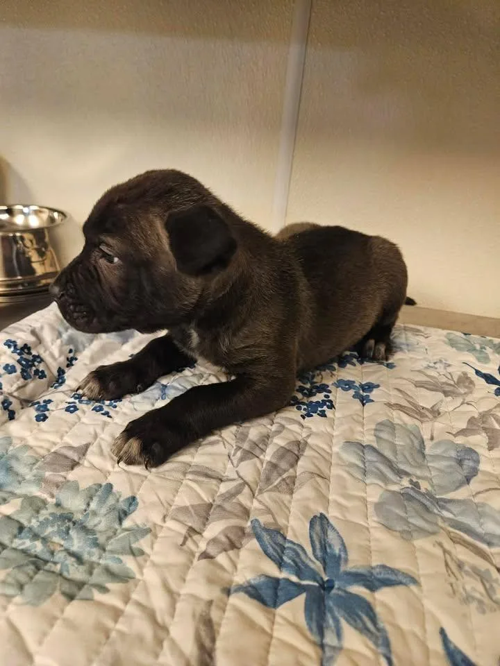 Sidney Incredible thumbnail 3