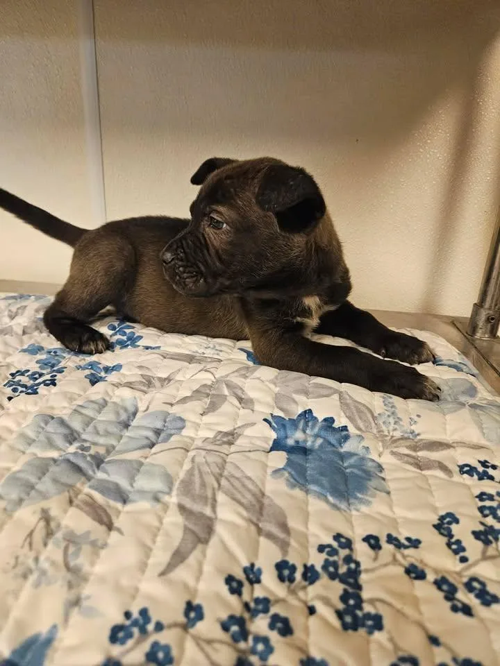 Sidney Incredible thumbnail 4