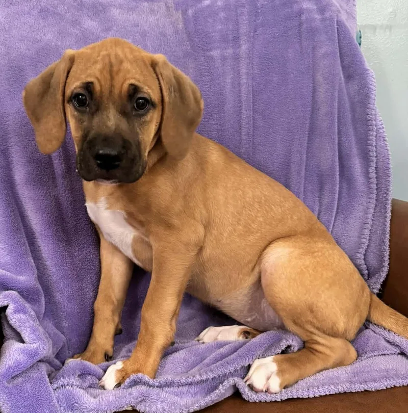 Sprinkles Legend thumbnail 2