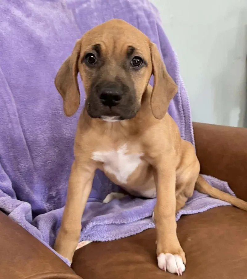 Sprinkles Legend thumbnail 3