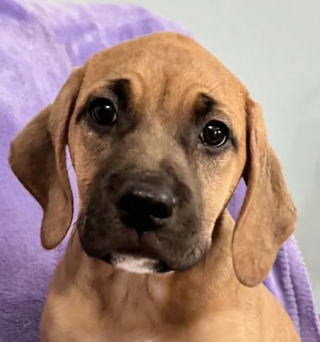 Sprinkles Legend photo 1