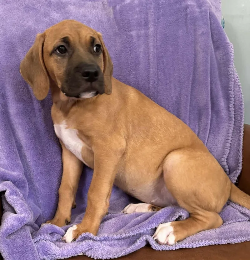 Sprinkles Legend thumbnail 4