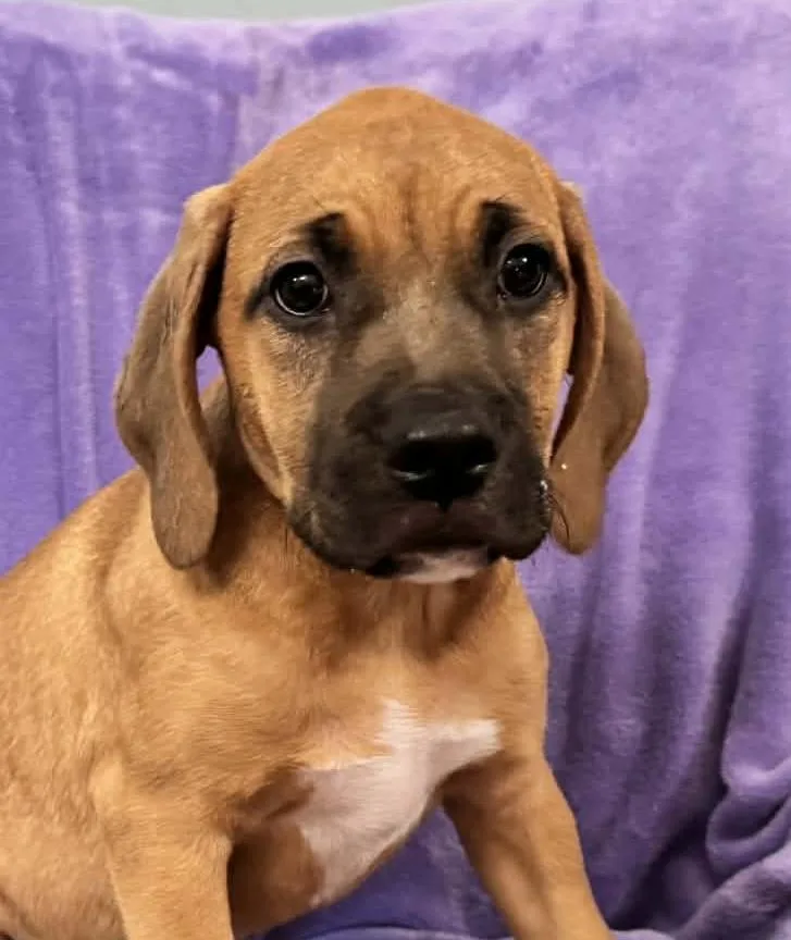 Sprinkles Legend thumbnail 5