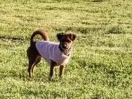 Lady Bug thumbnail 2