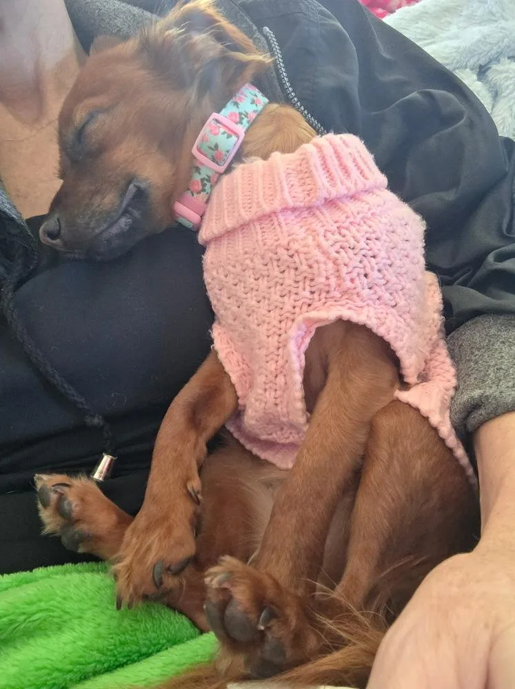 Lady Bug thumbnail 3