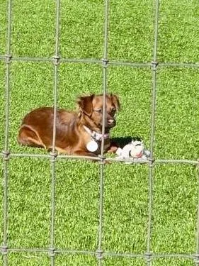 Lady Bug thumbnail 4