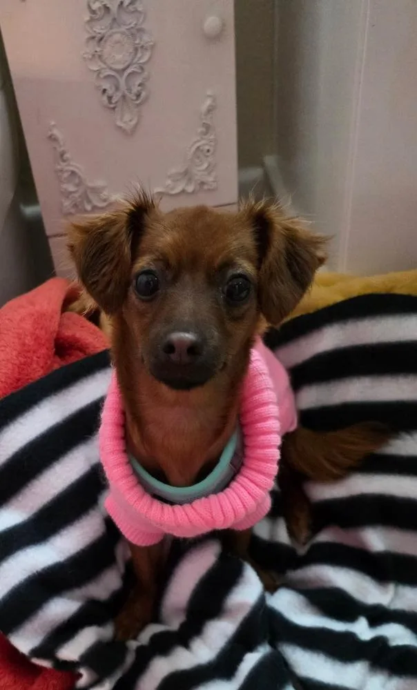 Lady Bug thumbnail 5