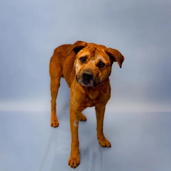 Pen  Parker thumbnail 2