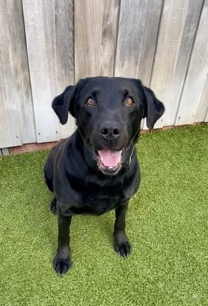 An adult large-sized male Labrador Retriever dog named Benny for adoption in Eugene, OR