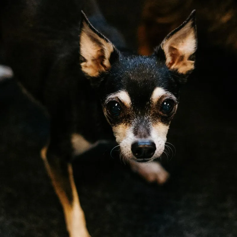 Big Foot thumbnail 4