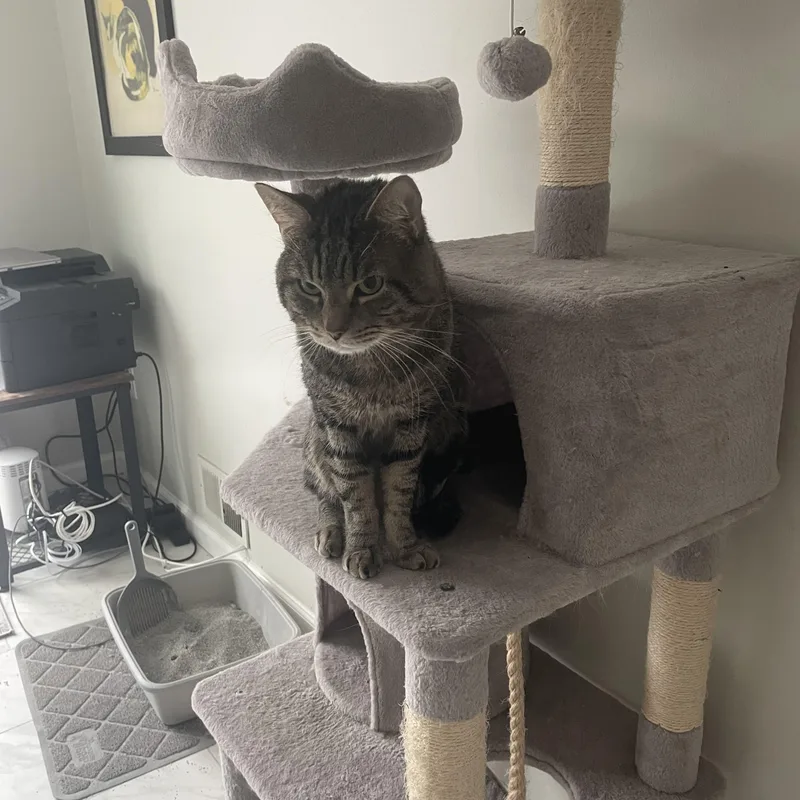 Oliver Birdcage Cat thumbnail 2