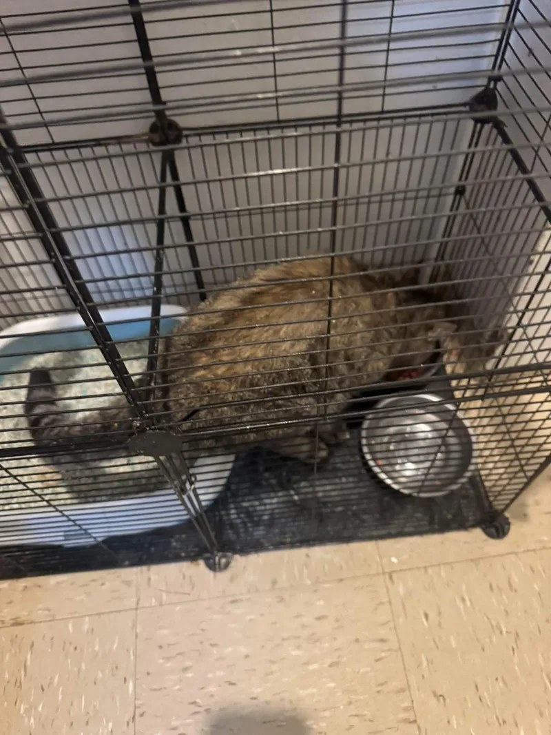 Oliver Birdcage Cat thumbnail 3