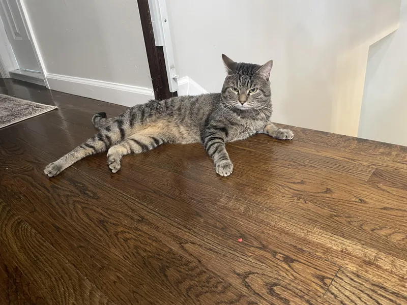 Oliver Birdcage Cat thumbnail 4