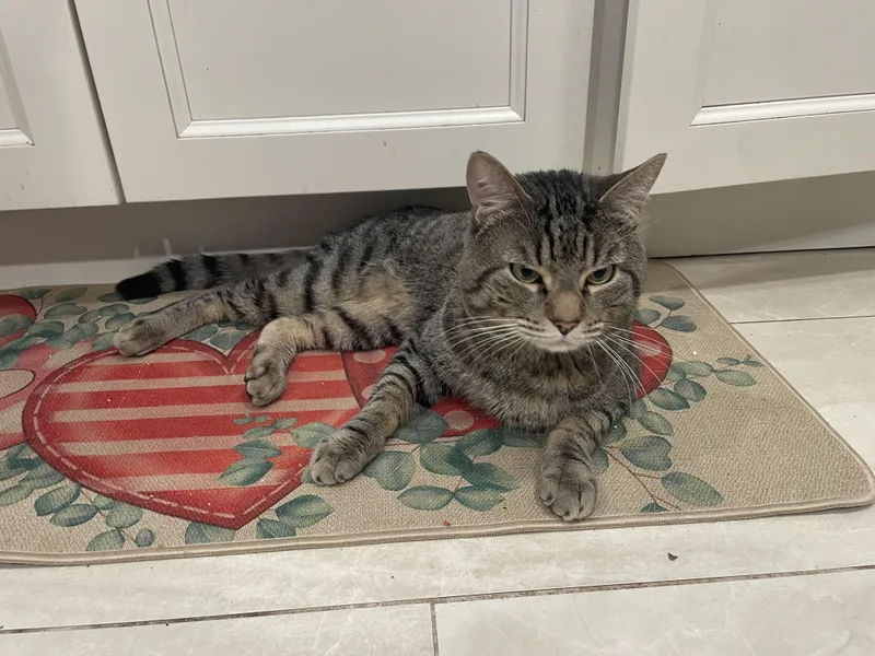 Oliver Birdcage Cat thumbnail 5