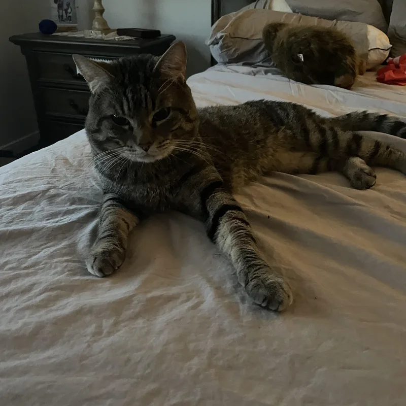 Oliver Birdcage Cat thumbnail 6