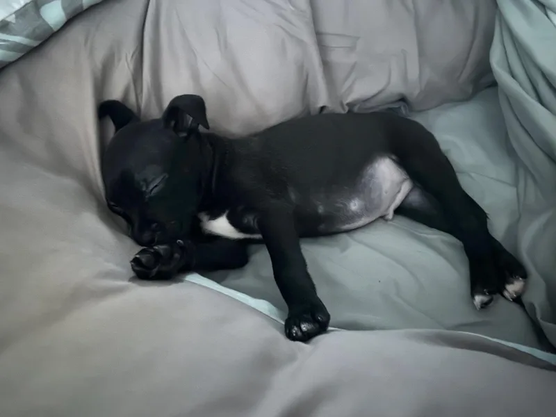 Grasshopper thumbnail 6