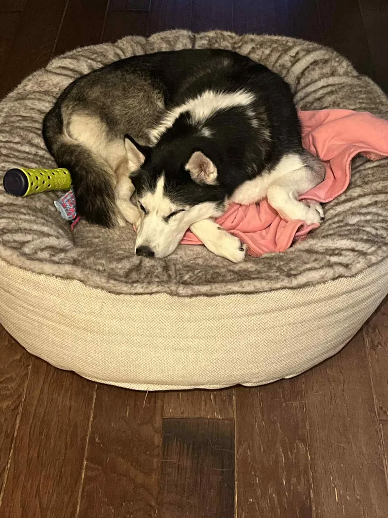 Scarlett thumbnail 2