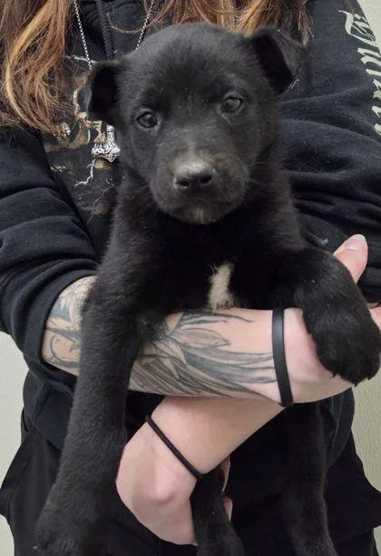 Indiana Bones thumbnail 2