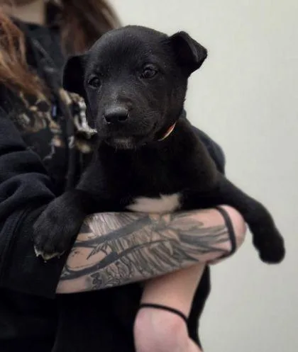 Pawtricia thumbnail 2