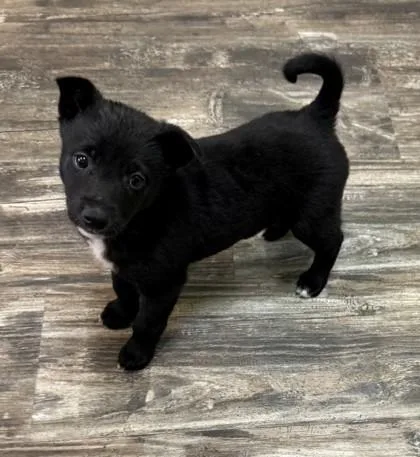 Sniffany thumbnail 2