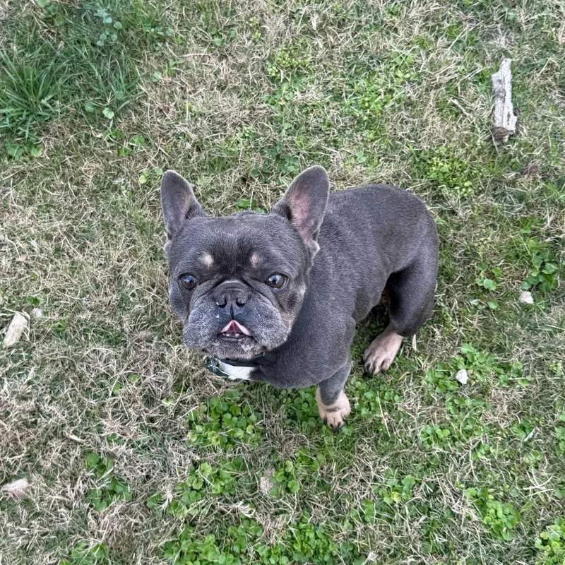 Derek Lam thumbnail 2